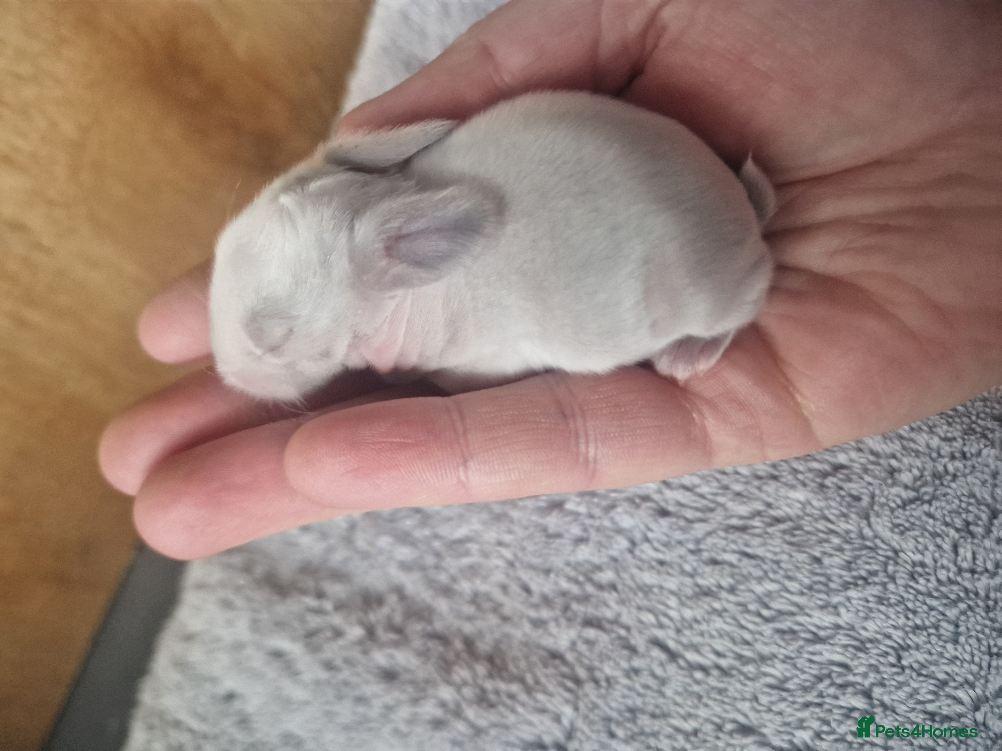 Mini Lop rabbits MINILOP WAITLIST⭐️🌟 - Advert 18