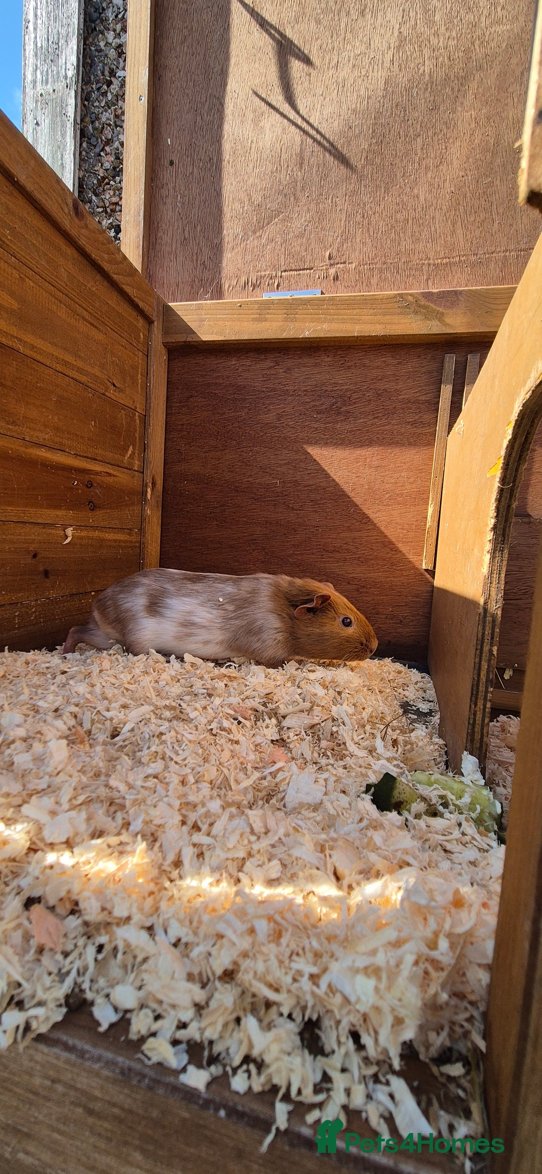 Guinea Pig rodents for sale: Multiple baby guinea pigs  - Image 1