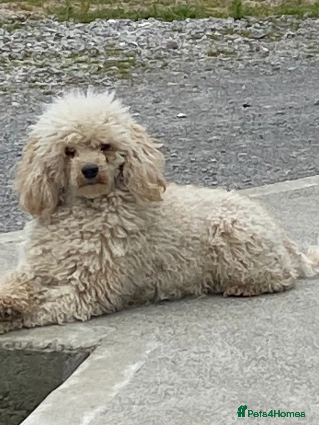 Cockapoo dogs for sale: Adorable well socialised F1 Cockapoo pups - Advert 2