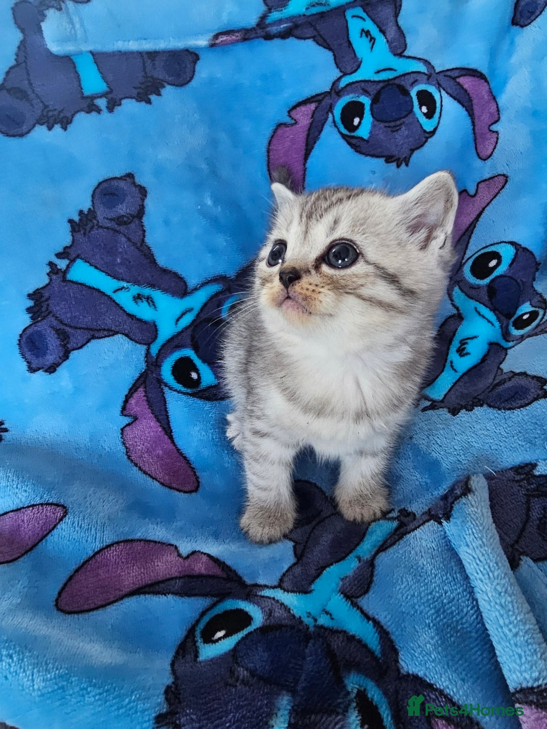 Scottish Fold cats for sale: Two boys Scotitish fold - Image 7