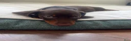 Miniature Dachshund dogs for sale: Beautiful PRA Clear Mini Dachshund Puppies  - Advert 15