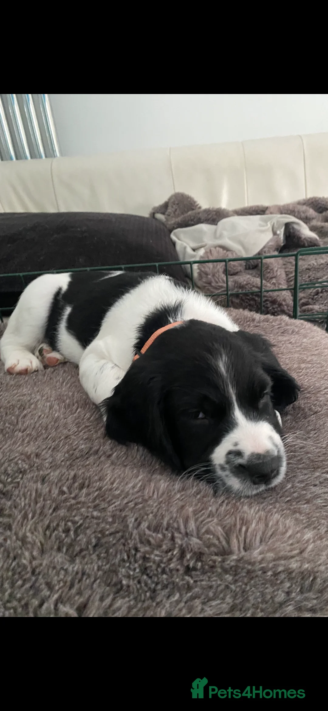 English Springer Spaniel dogs for sale: English Springer Spaniel - Advert 2