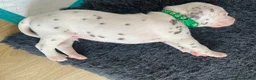 Dalmatian dogs for sale: Exceptional KC Liver Spotted Dalmatian Puppies - Advert 19