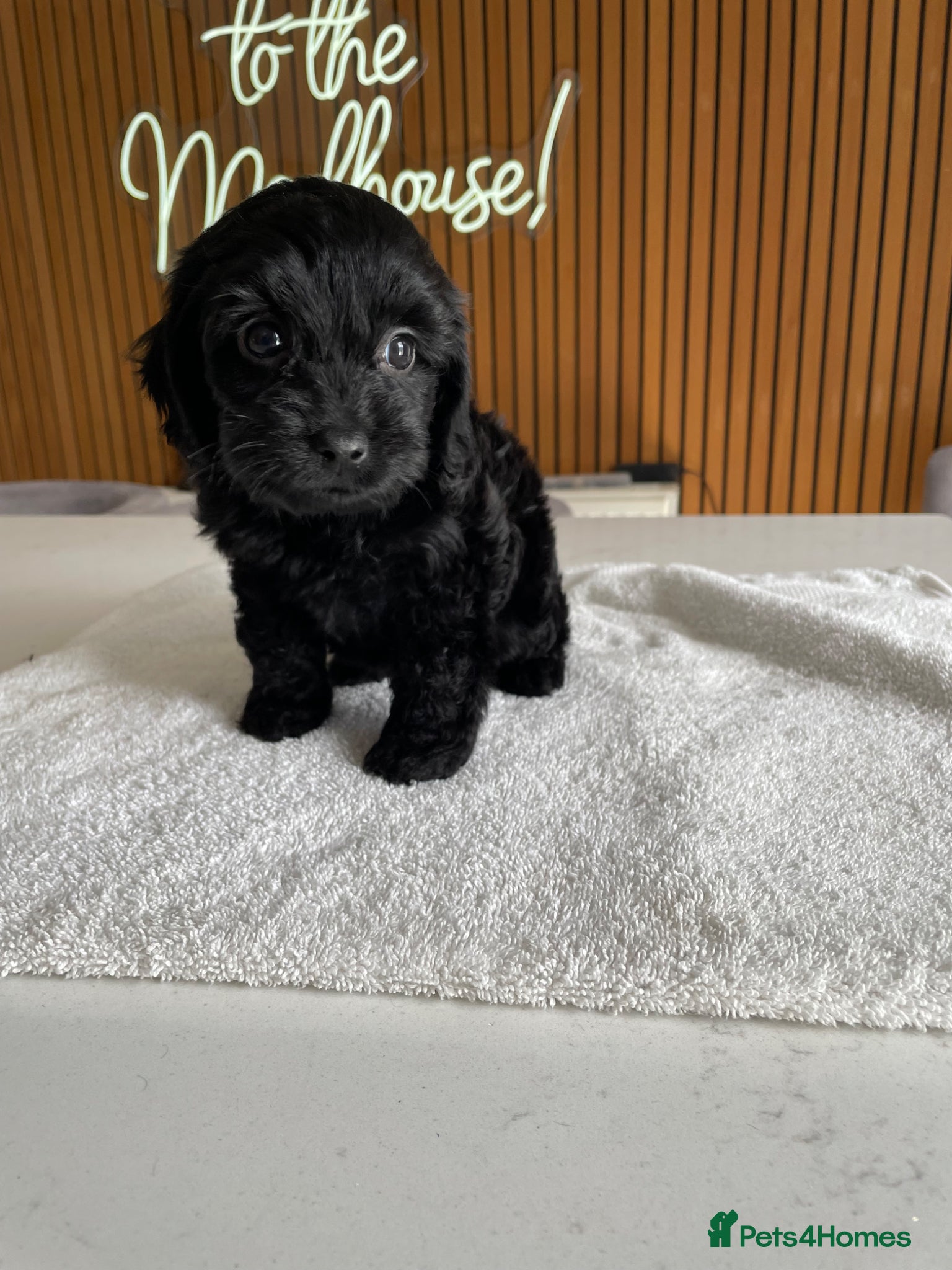 Cockapoo dogs for sale: Thick Coated Tiny Toy Cockapoo Puppies READY SOON! - Advert 1