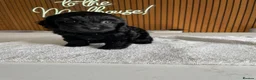Cockapoo dogs for sale: Thick Coated Tiny Toy Cockapoo Puppies READY SOON! - Advert 1