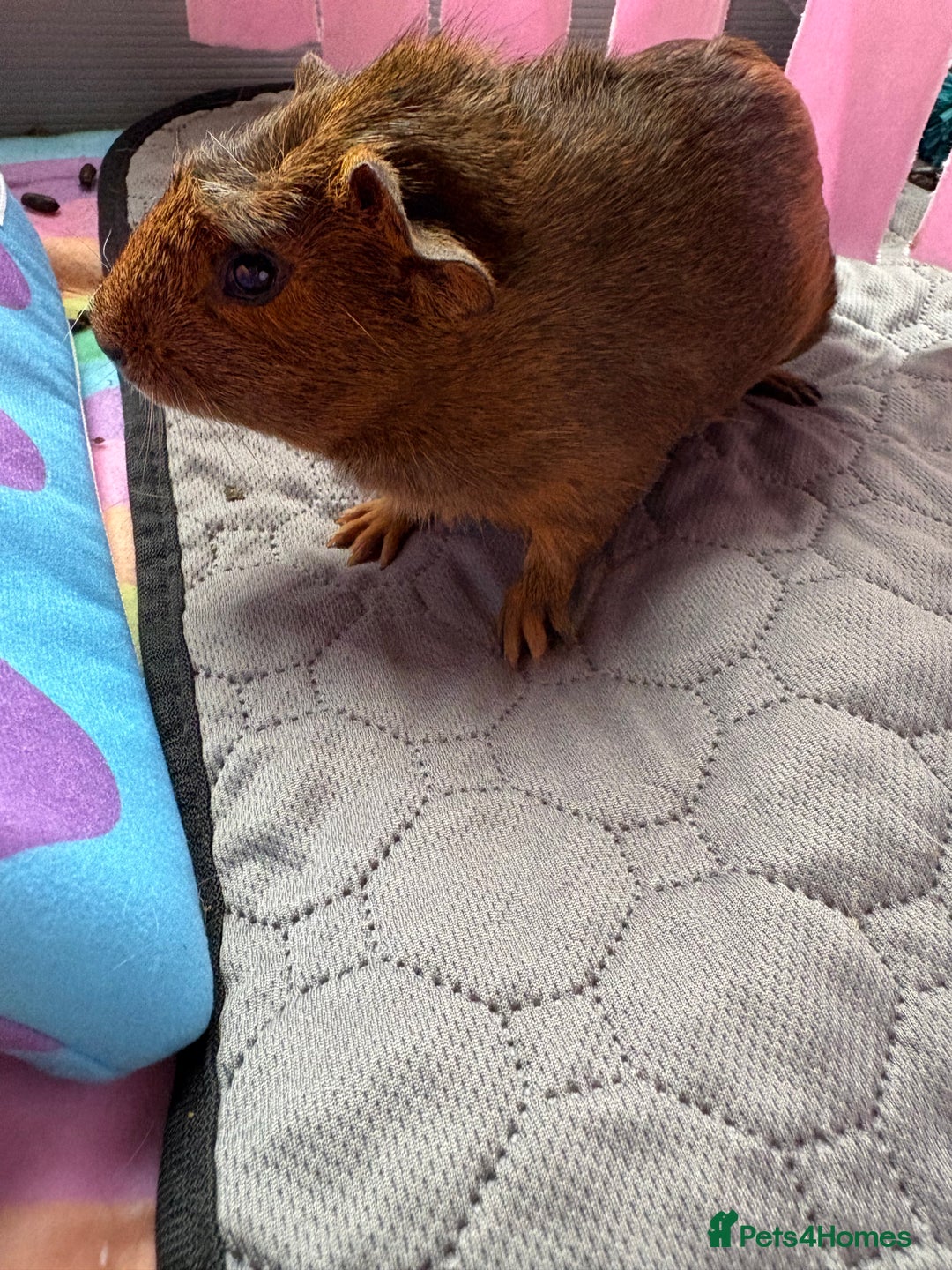 Guinea Pig rodents for sale: 2 Female 4 month old Guineapigs  - Image 6