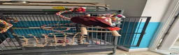 Parrots birds for sale: Eclectus parrot female 8 months old nearly in Preston - Advert 8