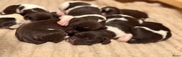 English Springer Spaniel dogs for sale: Traditional Kc Reg English Springer Spaniel Pups.. - Advert 10