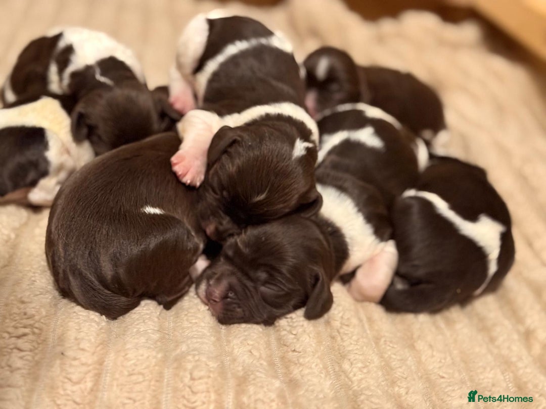 English Springer Spaniel dogs for sale: Traditional Kc Reg English Springer Spaniel Pups.. - Advert 10