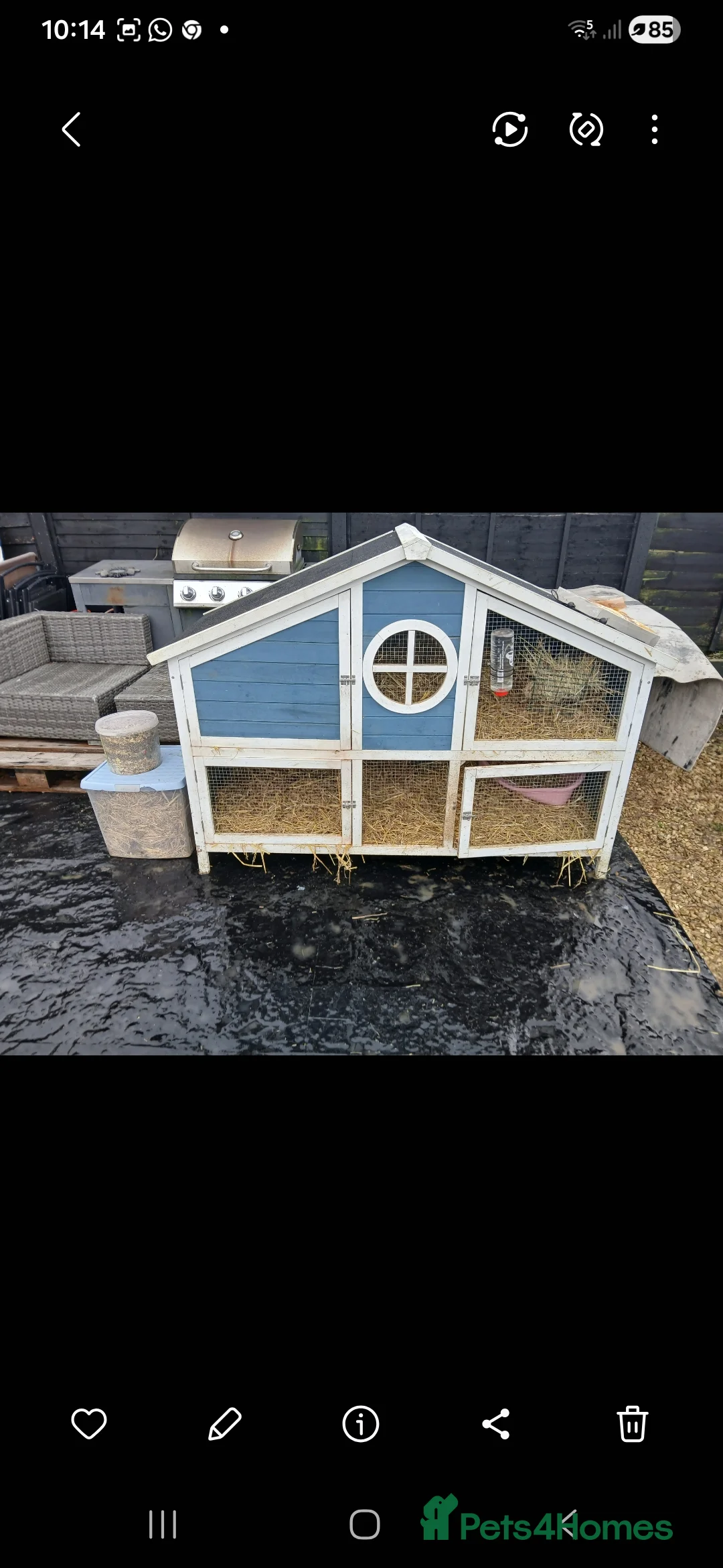 Mini Lop rabbits for sale: 2 male rabbits - Advert 4