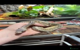 Python Snake reptiles for sale: Meet Mr Sprinkles - Image 8