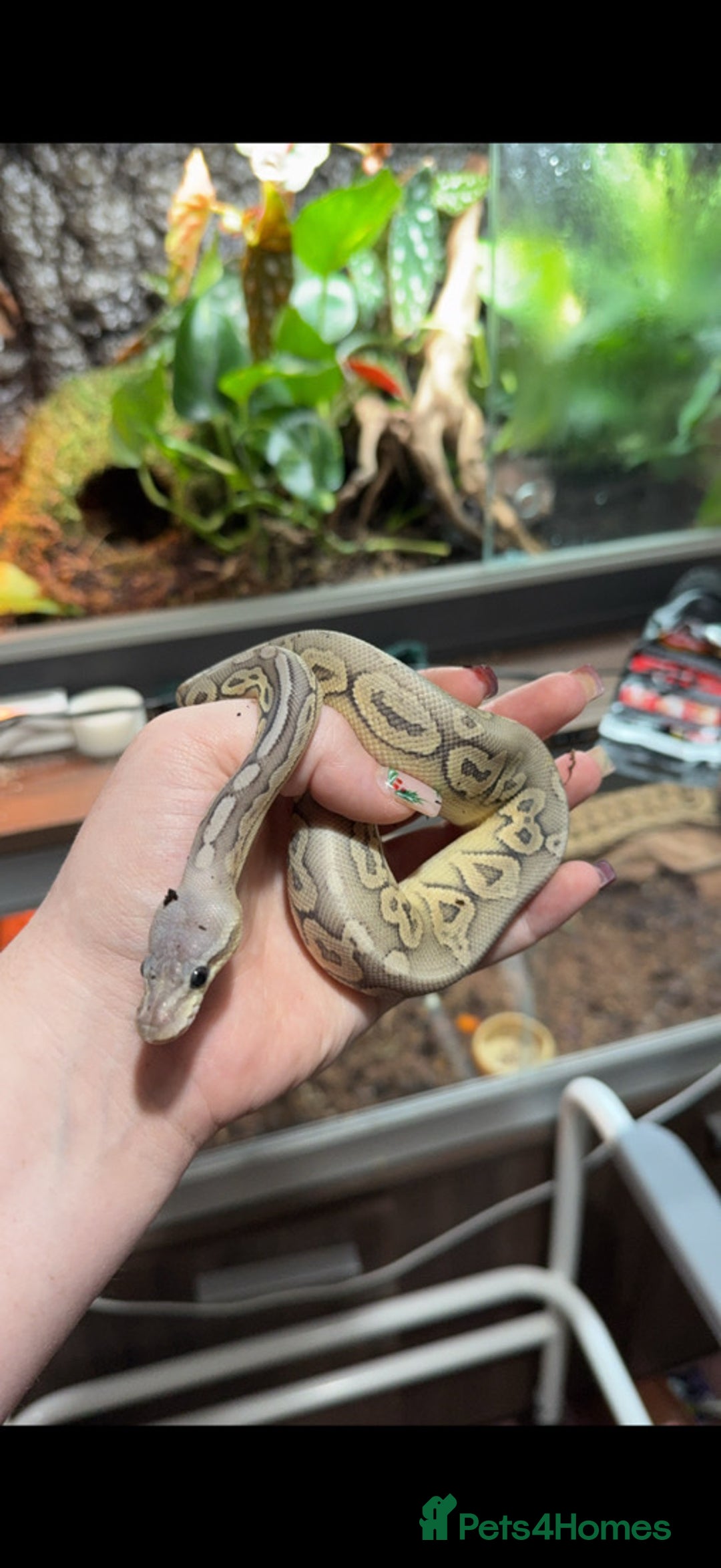 Python Snake reptiles for sale: Meet Mr Sprinkles - Image 8