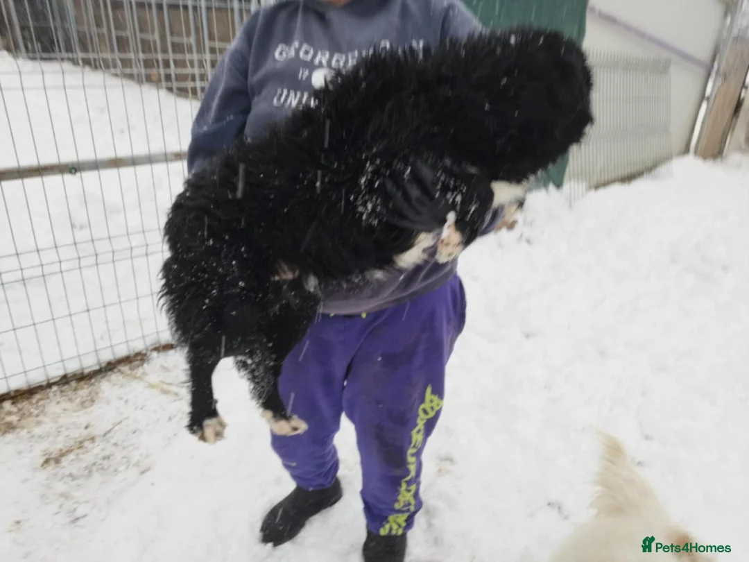 Mixed Breed dogs for adoption: Meet MARK - a very Sweet Boy for a Loving Home - Advert 20
