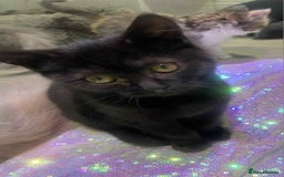 Ragdoll cats for sale: Ragdoll X  - Image 26