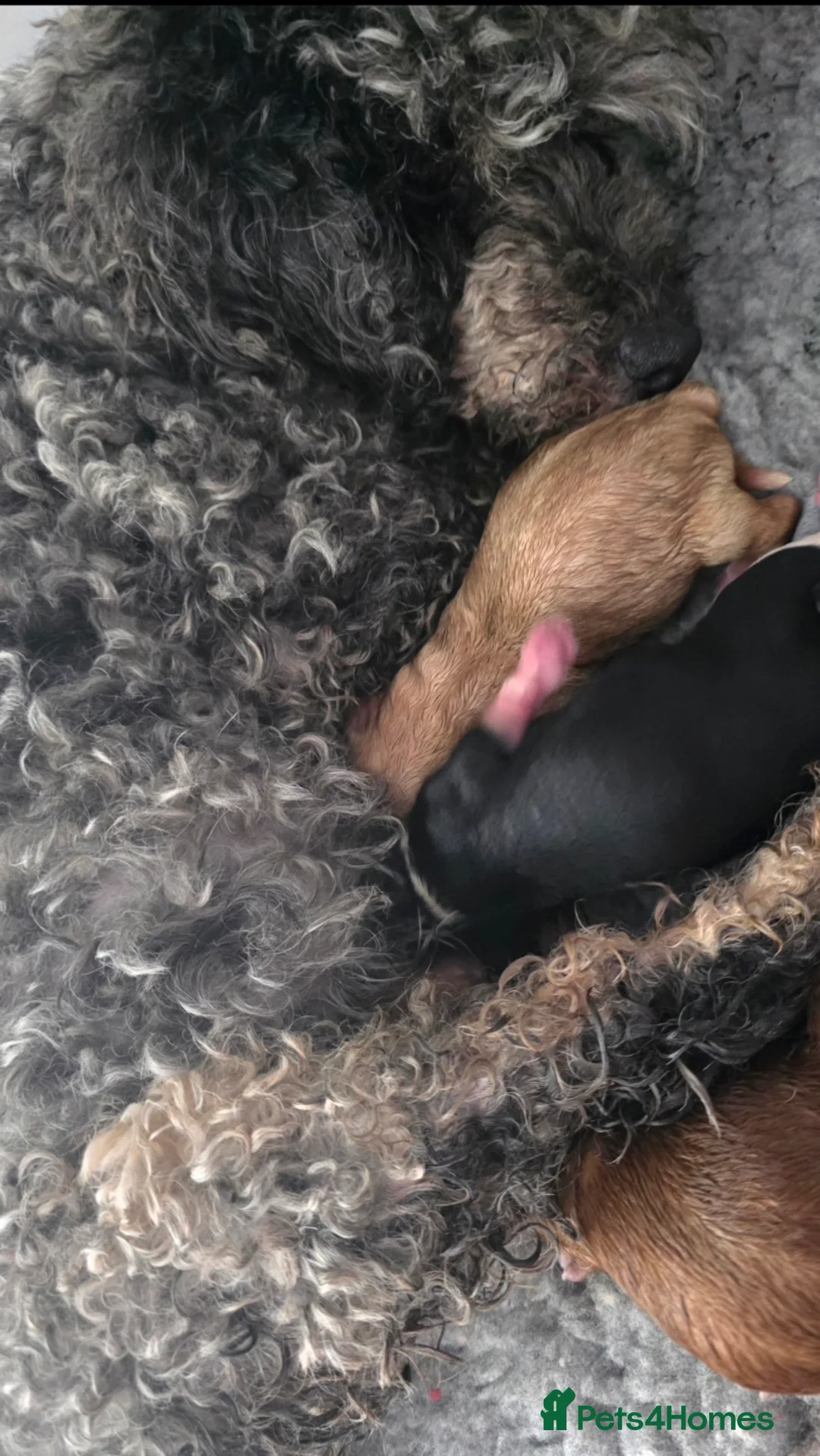 Cavapoo dogs for sale: Beautiful f1  helath tested cavapoos in Berwick-upon-Tweed - Advert 2