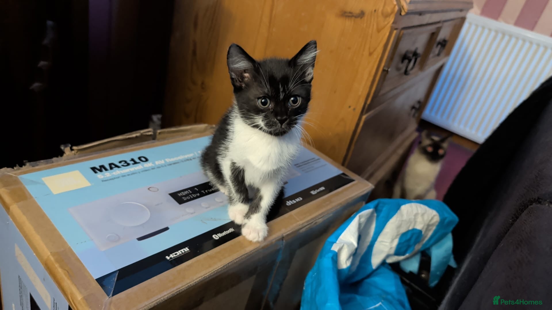 Mixed Breed cats for sale: Siamese Cross Ragdoll kittens plus black/white - Advert 7