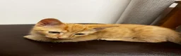 Mixed Breed cats for sale: 🐱 4 Kittens & Their Mum Looking for a Loving Home in Enfield - Advert 23