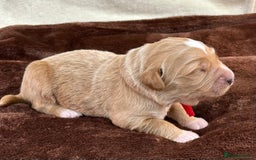 Double Doodle dogs for sale: Stunning Double Doodle Puppies  - Image 4