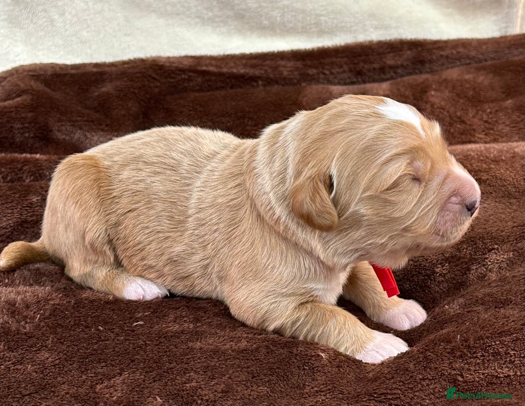 Double Doodle dogs for sale: Stunning Double Doodle Puppies  - Image 4