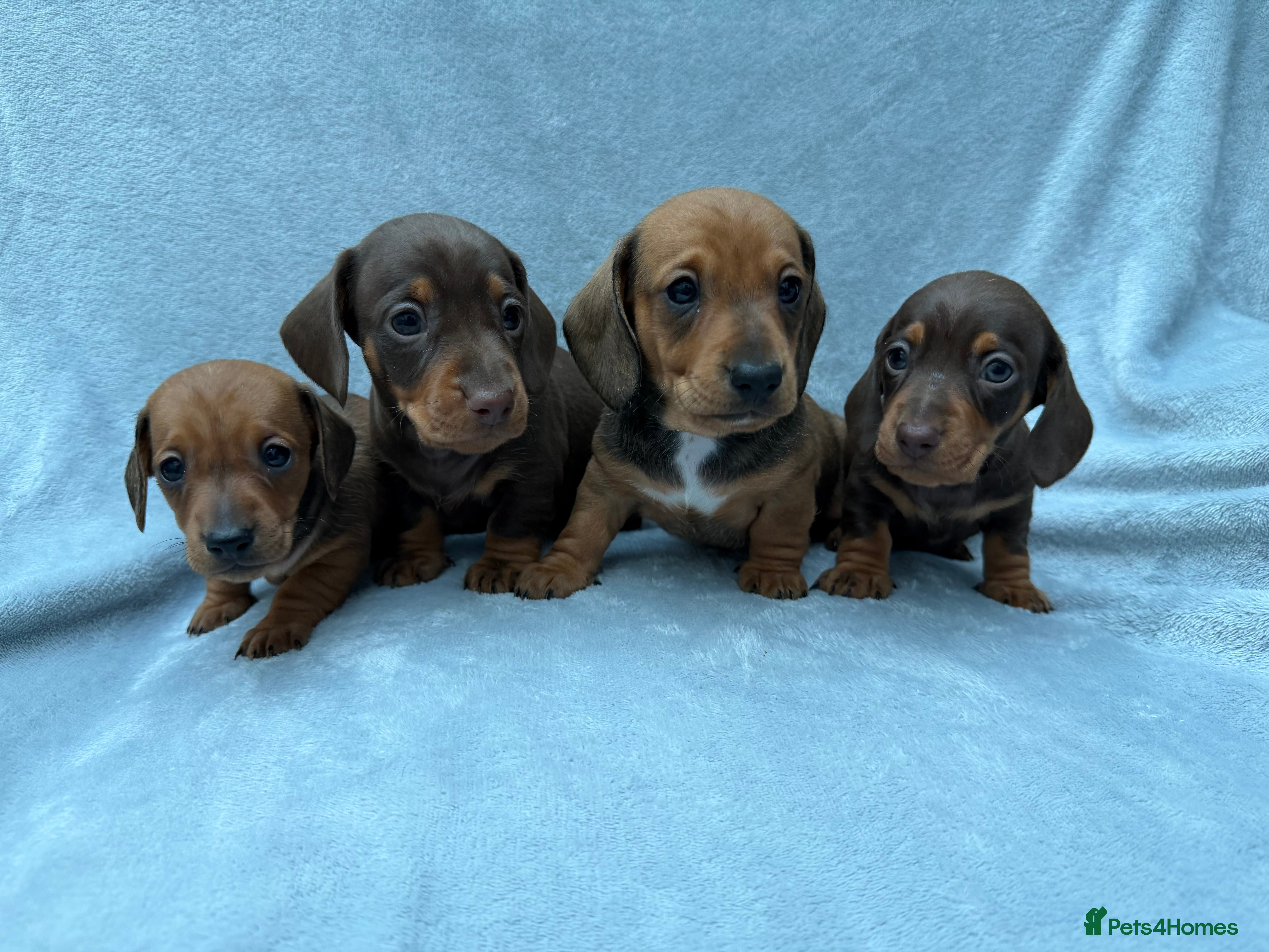 Miniature Dachshund dogs KC Registered Miniature smooth Dachshunds  - Advert 1