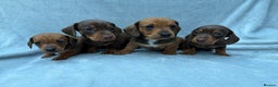 Miniature Dachshund dogs for sale: Gorgeous Miniature smooth Dachshunds  - Advert 1