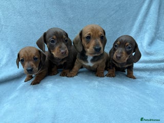Miniature Dachshund dogs Gorgeous Miniature smooth Dachshunds - Advert 1