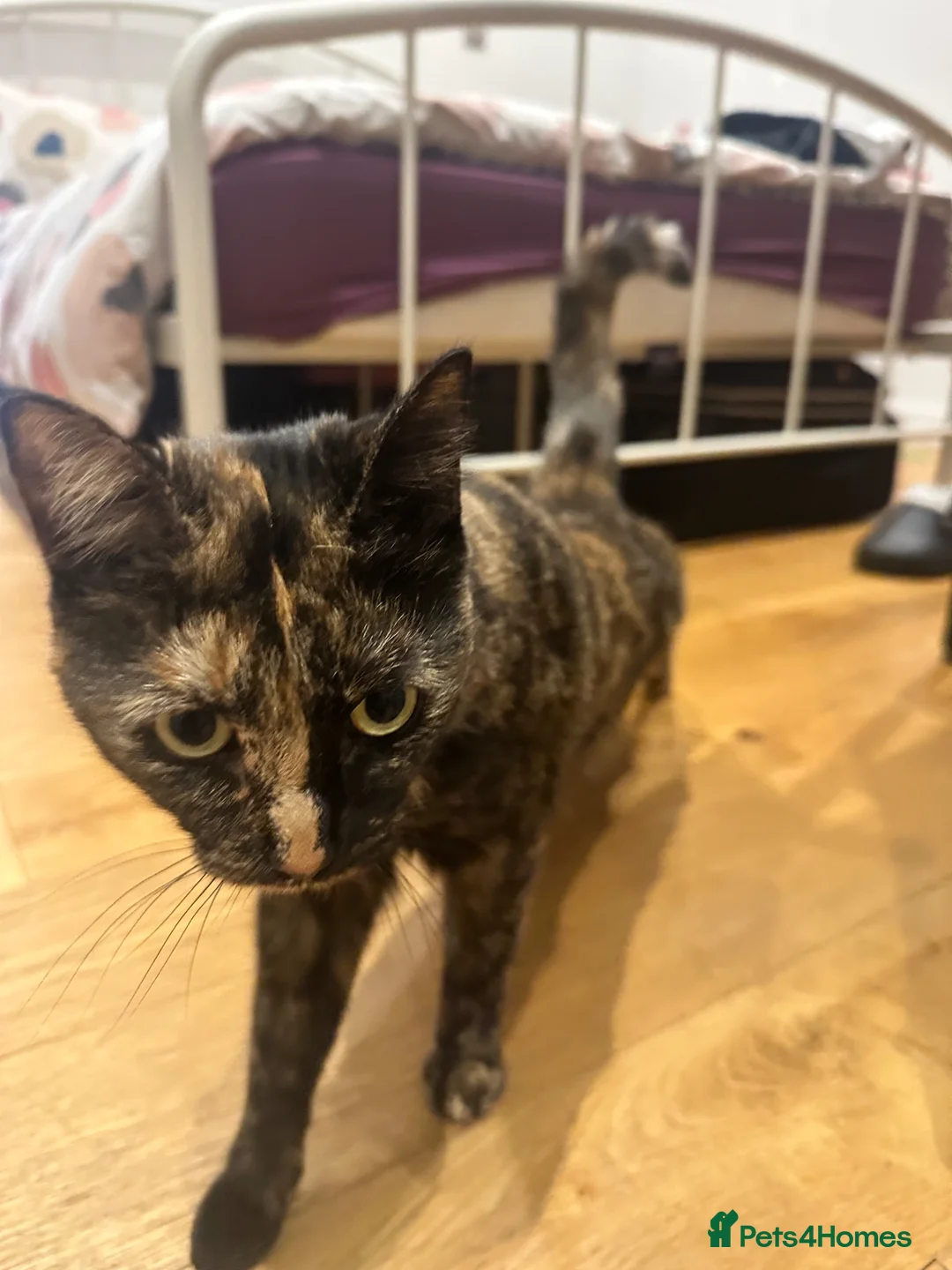 Domestic Shorthair cats for sale: New home for Female cat - Advert 4