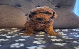 Cockapoo dogs for sale: Cockapoo puppies  - Image 10