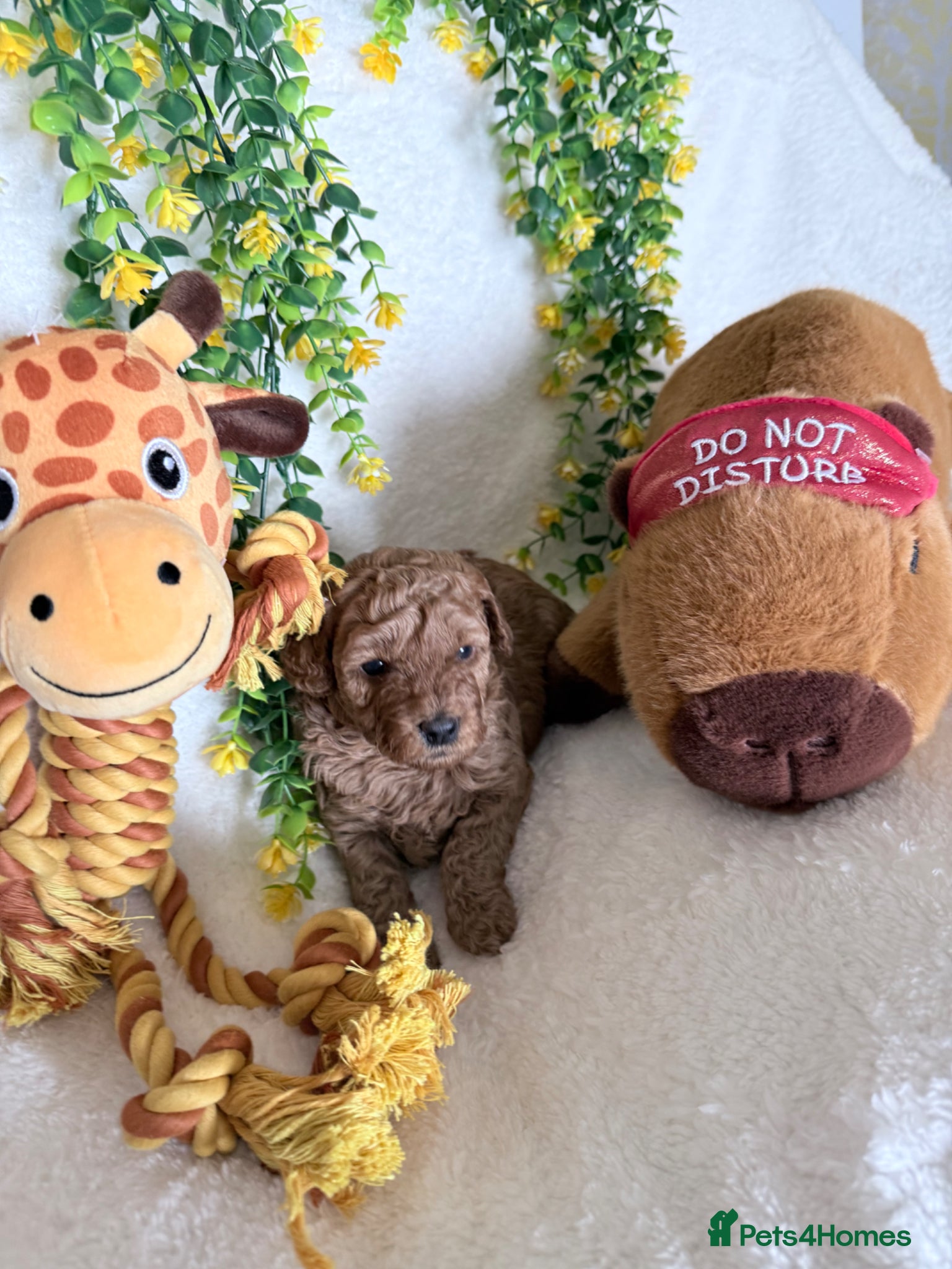 Cavapoo dogs Cavapoo puppies F1B - Advert 1