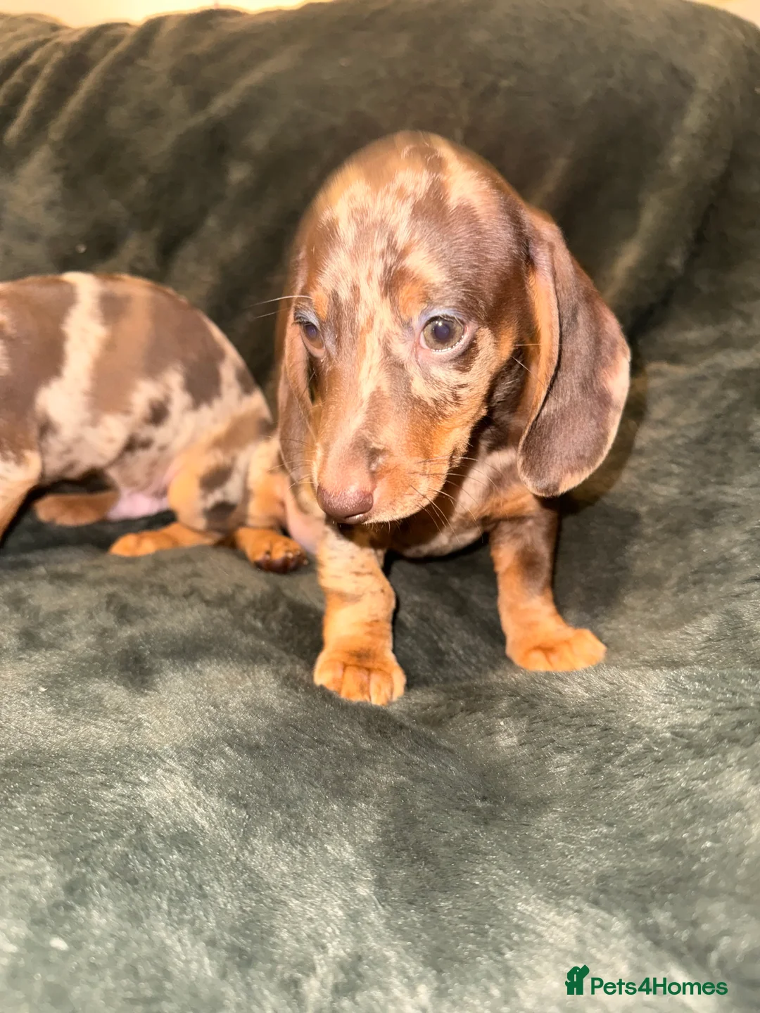 Miniature Dachshund dogs for sale: Stunning Mini-Dachshund litter - Advert 6
