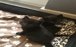 British Shorthair cats for sale: STUNNING AND LOVING BSH x DSH KITTENS - Image 32
