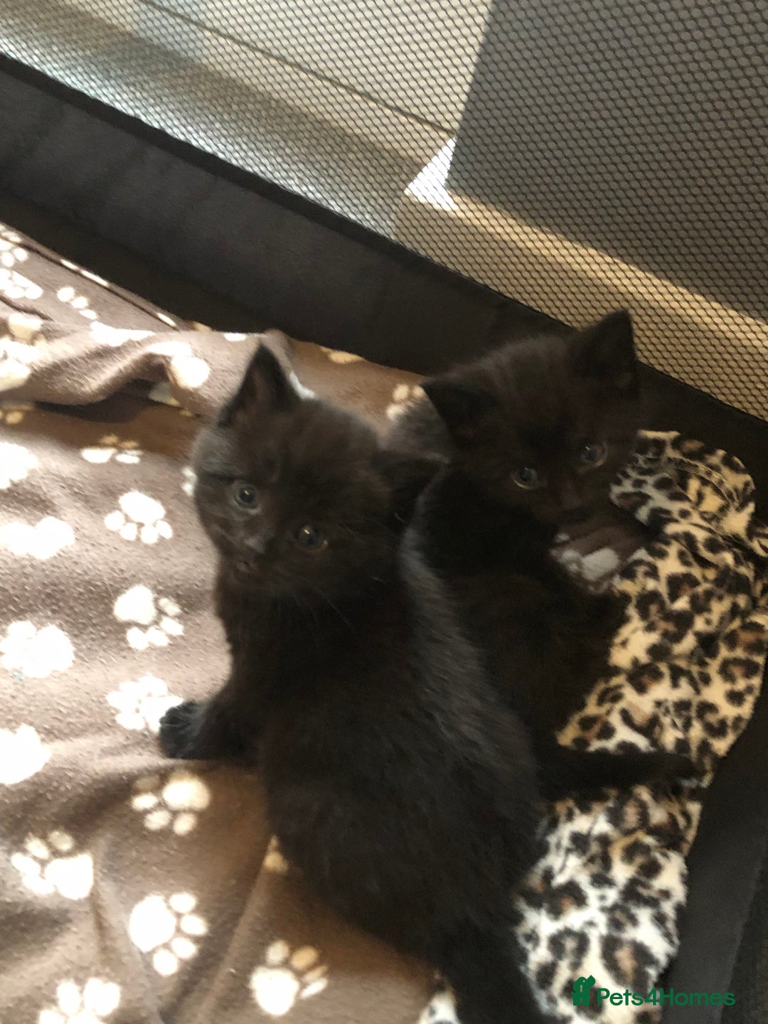 British Shorthair cats for sale: STUNNING AND LOVING BSH x DSH KITTENS - Image 32