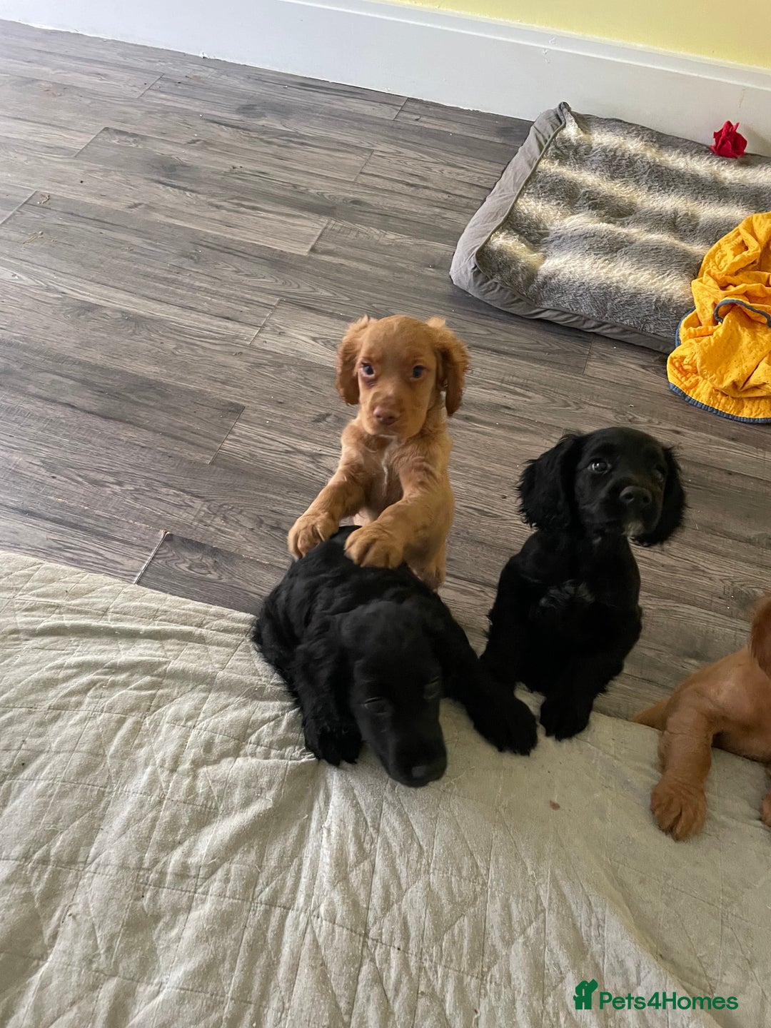Cocker Spaniel dogs for sale: KC registered cocker spaniel puppies for sale  - Advert 4
