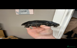 Tortoise reptiles for sale: aldabra tortoise Stunning example - Image 2