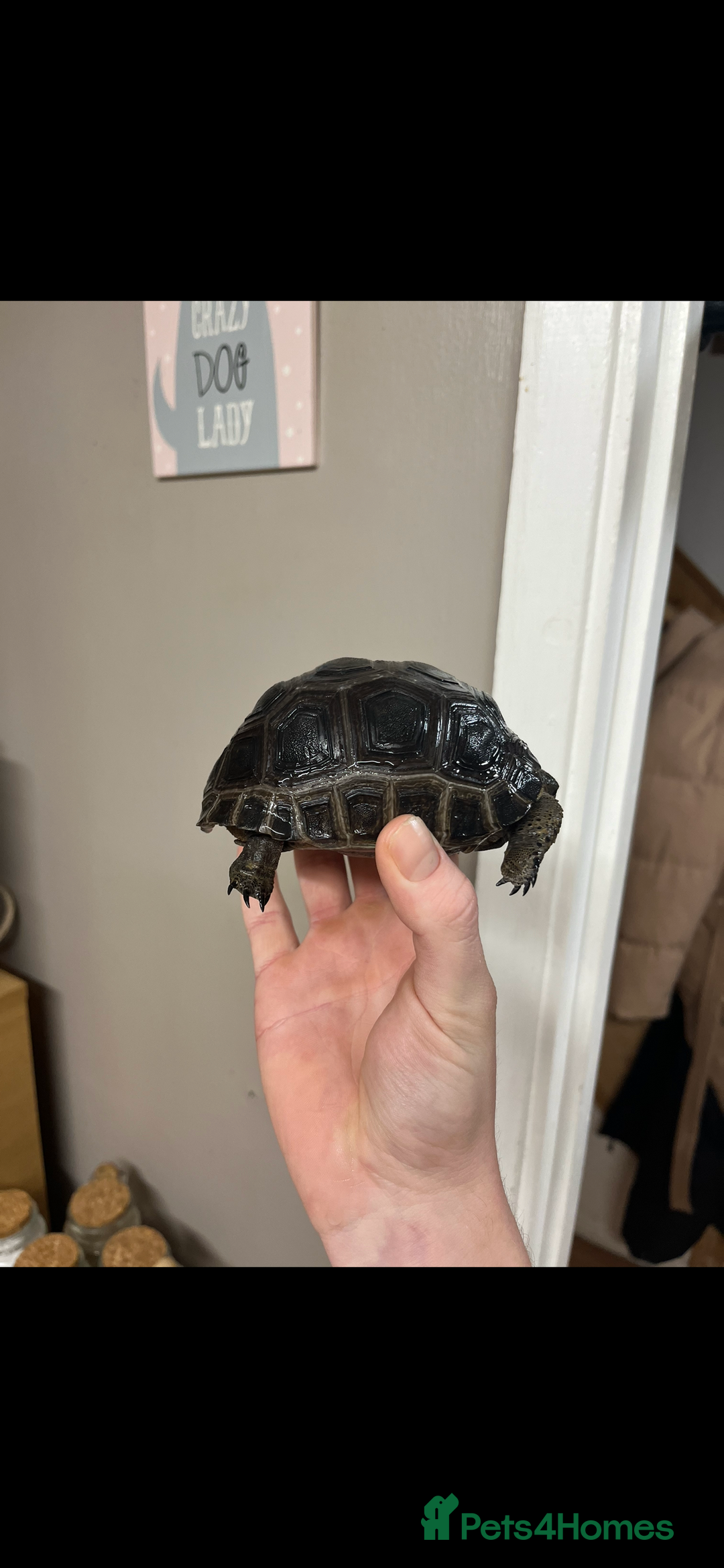 Tortoise reptiles for sale: aldabra tortoise Stunning example - Image 2
