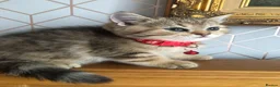 British Shorthair cats for sale: British shorthair kittens  - Advert 29