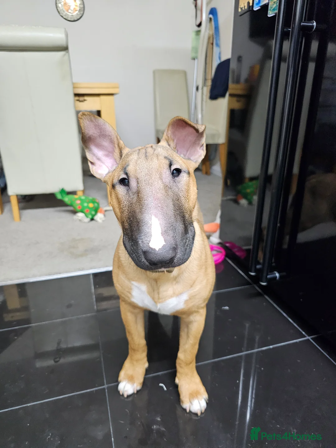 Gallery Image {{count}}