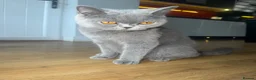 British Shorthair cats for sale: SILVER TABBY BRITISH SHORT HAIR  - Advert 2