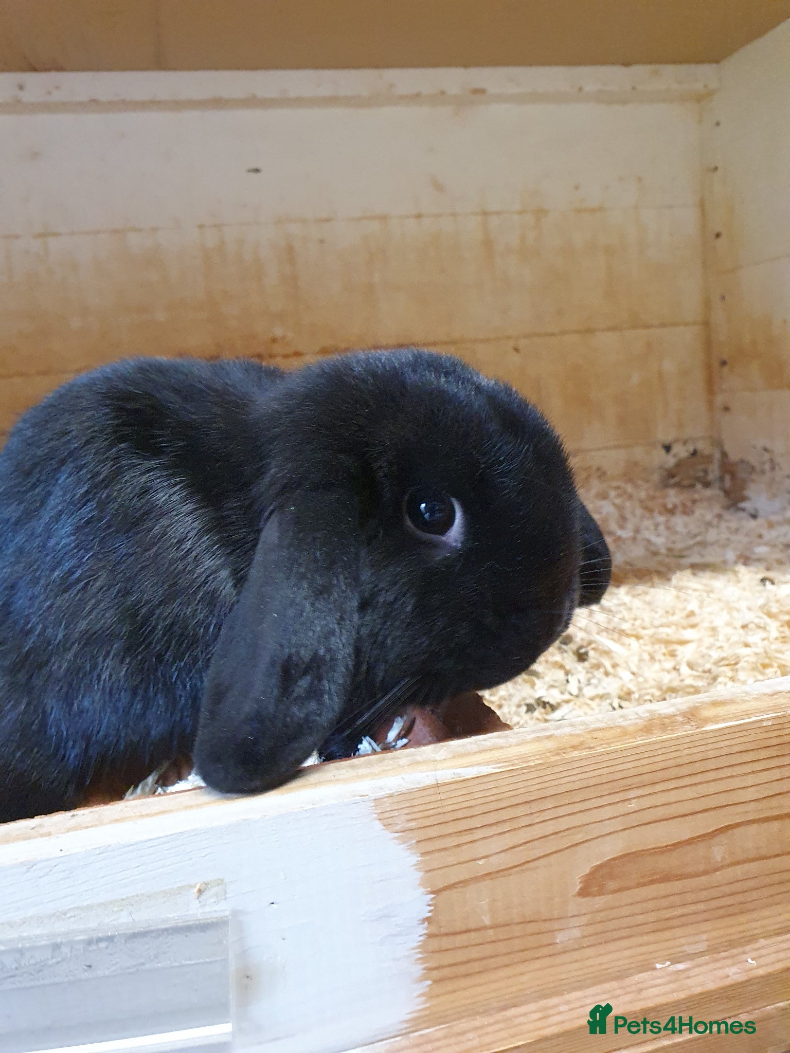 Mini Lop rabbits Spayed and neutered rabbits for adoption VAC rhd2  - Advert 1