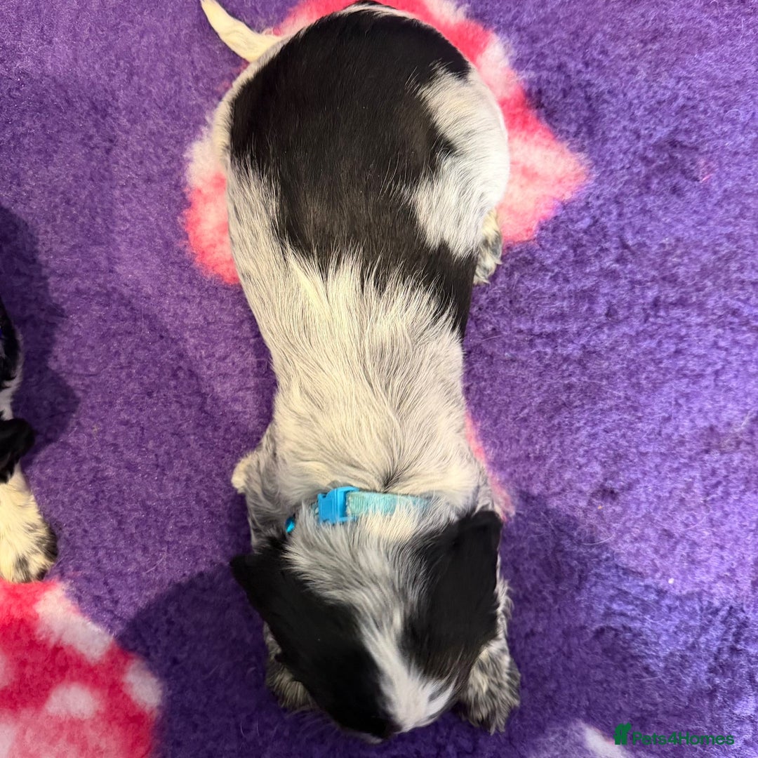 Cocker Spaniel dogs for sale: Stunning cocker spaniel pups  - Advert 24