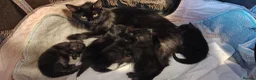 Mixed Breed cats for sale: Ragdoll X Maincoone kittens  - Advert 10