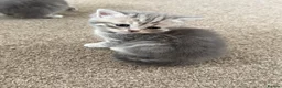 Scottish Fold cats for sale: PUREBRED Scottish fold kittens  - Advert 28