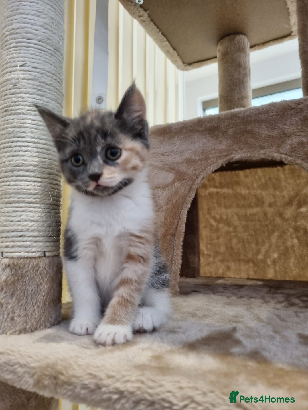 British Shorthair cats for sale: Lovely half British short hair - Advert 6