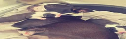Boston Terrier dogs for sale: X2 Stunning Male Boston Terrier Puppies  in Newcastle upon Tyne - Advert 21