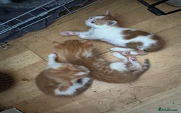 British Shorthair cats for sale: Adorable kittens  - Image 11