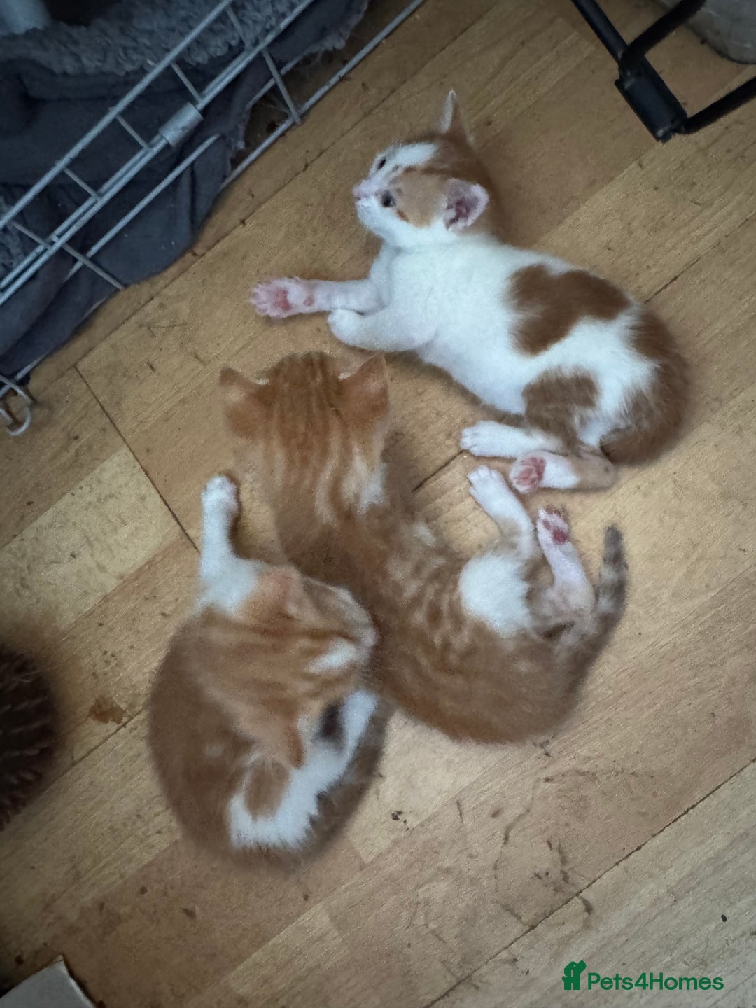 British Shorthair cats for sale: Adorable kittens  - Image 11