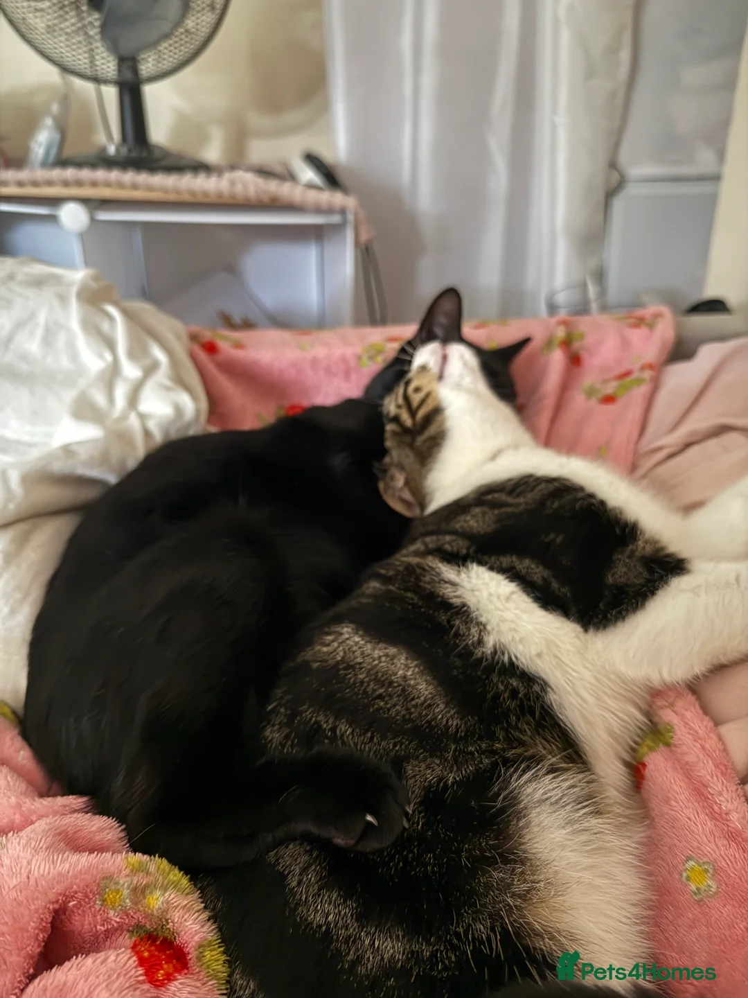 American Wirehair cats for sale: Bambii, Male cat, 1 Year 3 months old🤍 - Advert 8