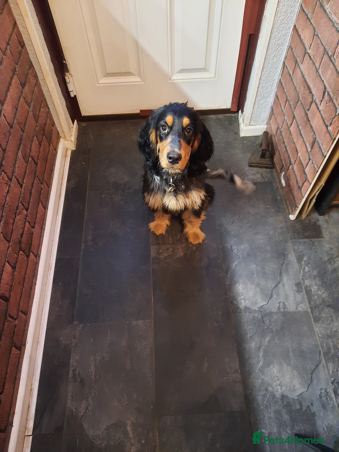 Cocker Spaniel dogs for sale: 6mnth Male Cocker Spaniel - Image 2