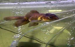 Fancy Goldfish fish for sale: 9 fancy goldfish for sale  - Image 9