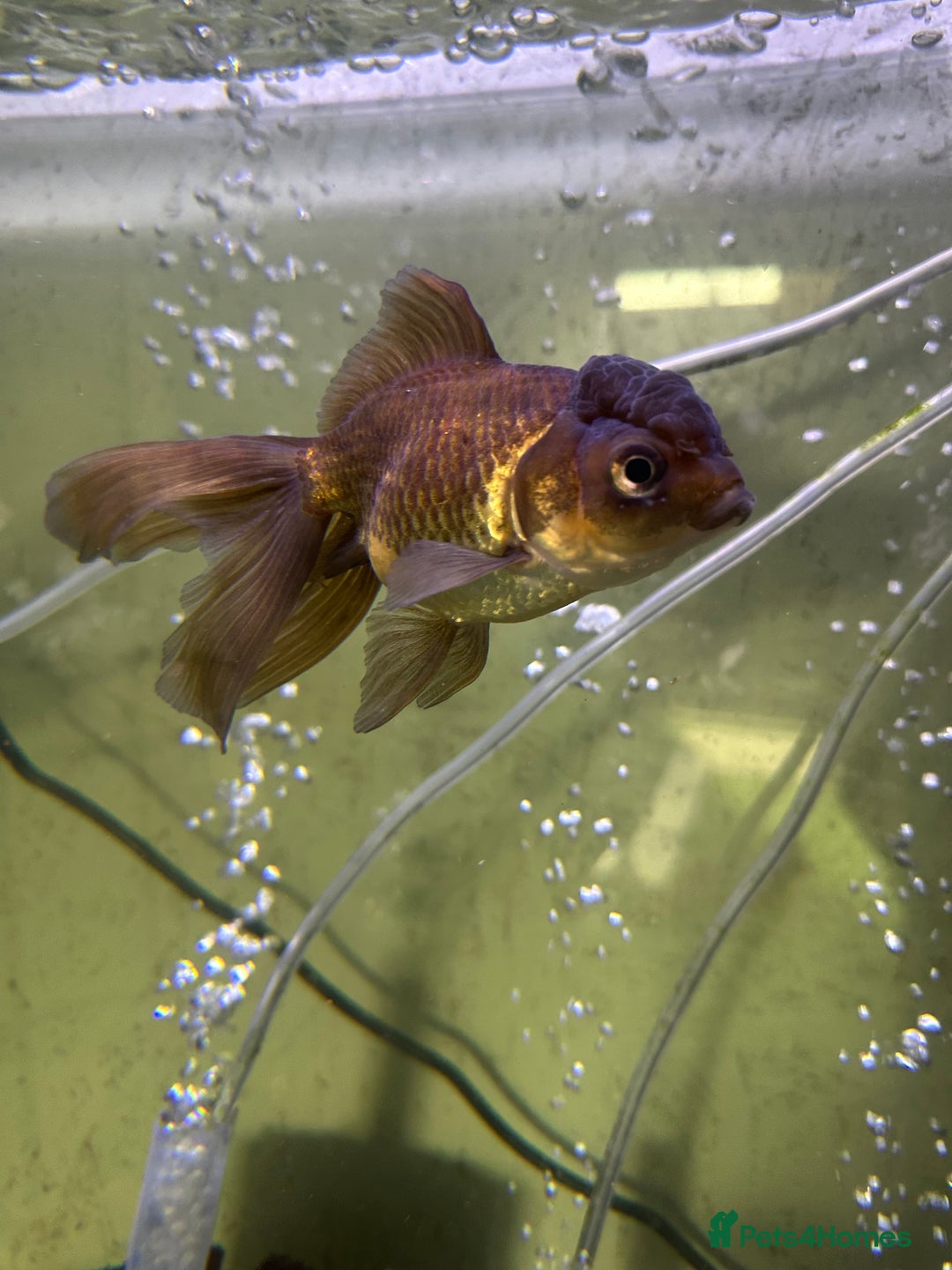 Fancy Goldfish fish for sale: 9 fancy goldfish for sale  - Image 9